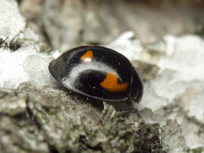 Exochomus quadripustulatus (Linnaeus, 1758)